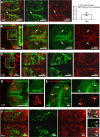 Figure 2—figure supplement 1.