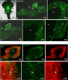 Figure 6—figure supplement 2.