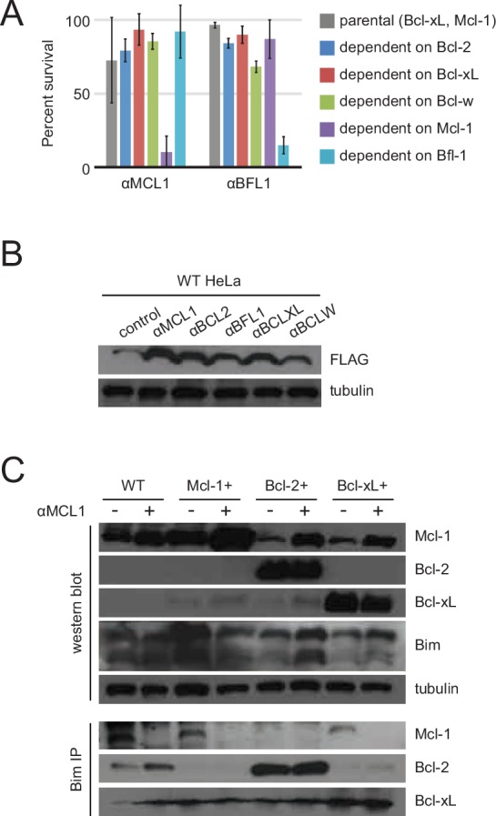 Figure 7—figure supplement 1.