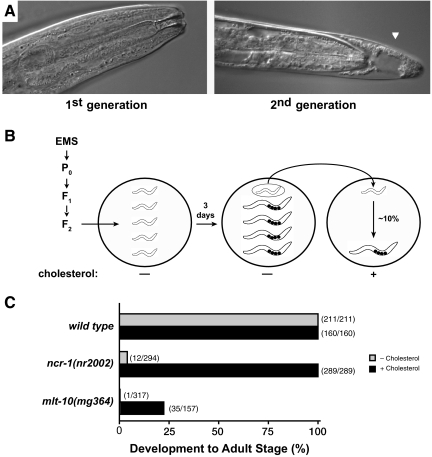 Figure 1.