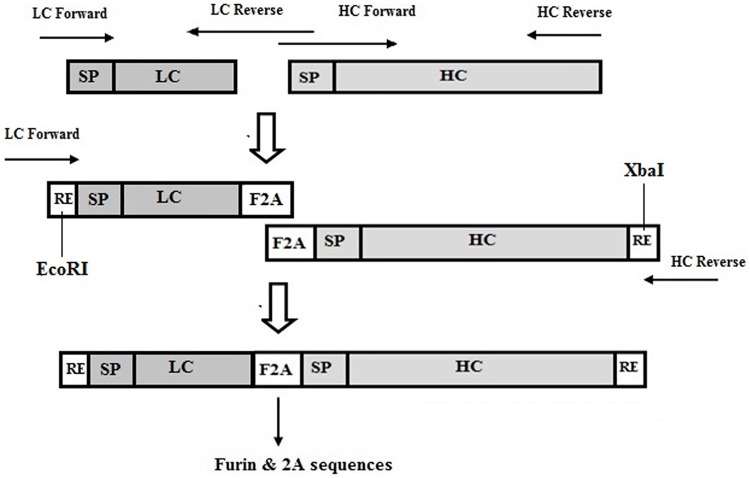 Fig 2