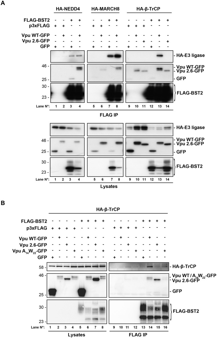 Fig. 8.