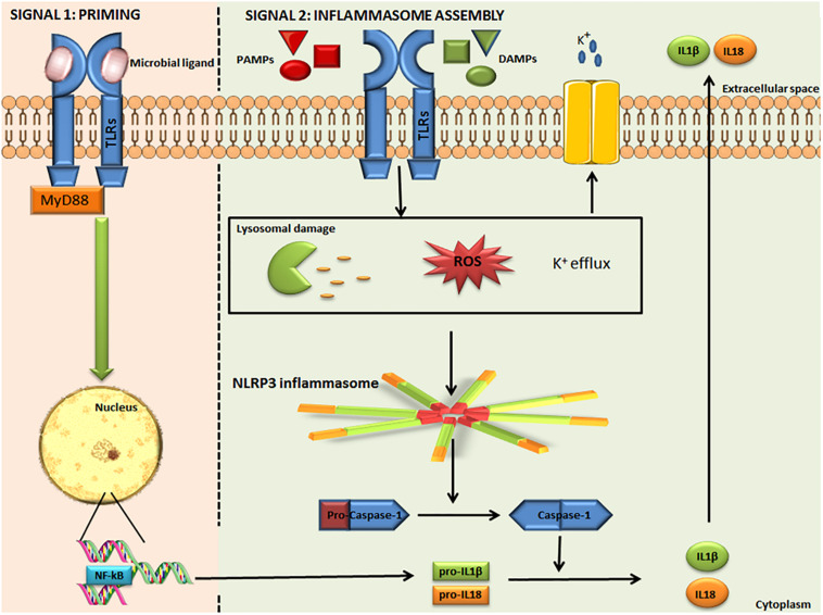 FIGURE 2