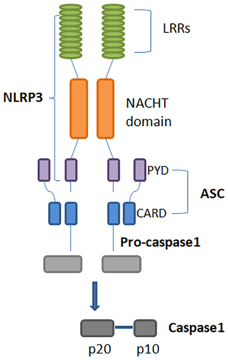 FIGURE 1