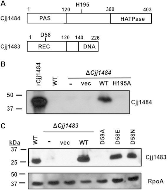 FIG 5