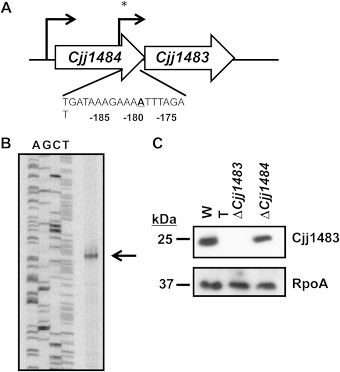 FIG 1