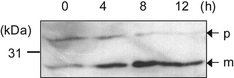 FIG. 5.