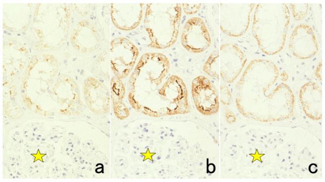 Figure 19