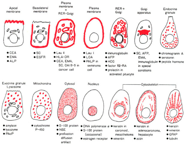 Figure 44