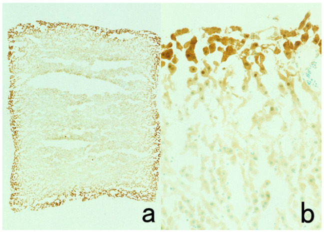 Figure 15