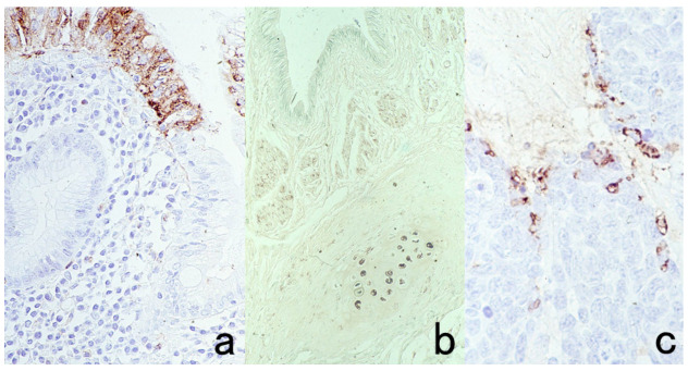 Figure 49