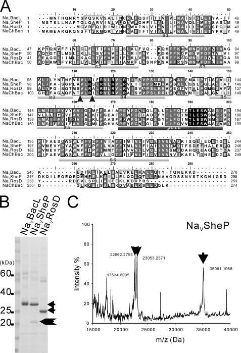 FIGURE 2.