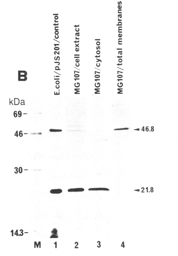 graphic file with name pnas00328-0318-c.jpg