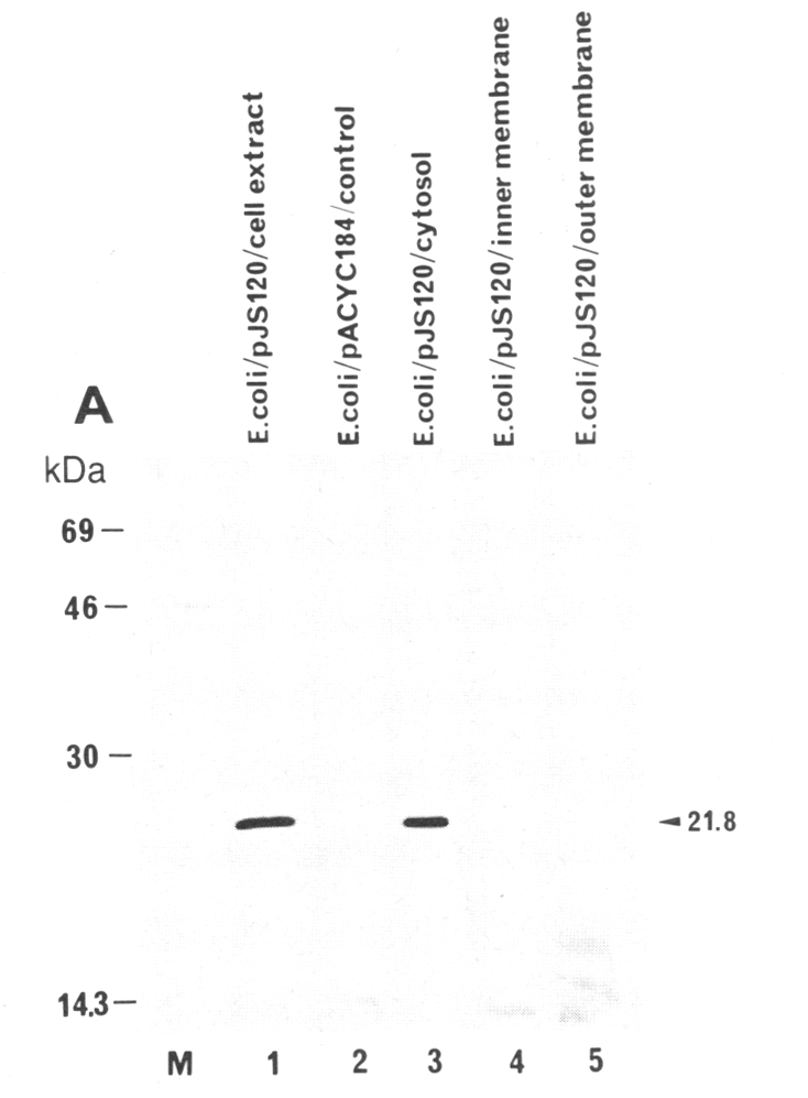 graphic file with name pnas00328-0318-a.jpg