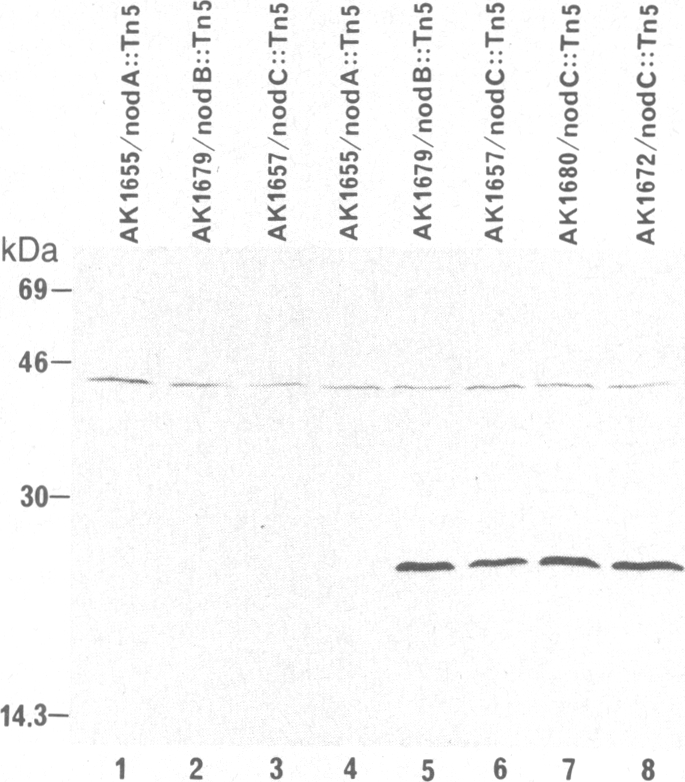 graphic file with name pnas00328-0319-a.jpg