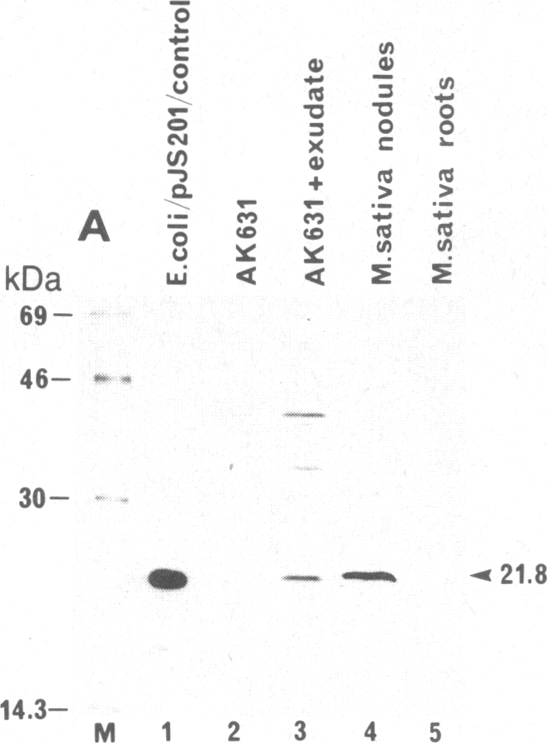 graphic file with name pnas00328-0319-c.jpg