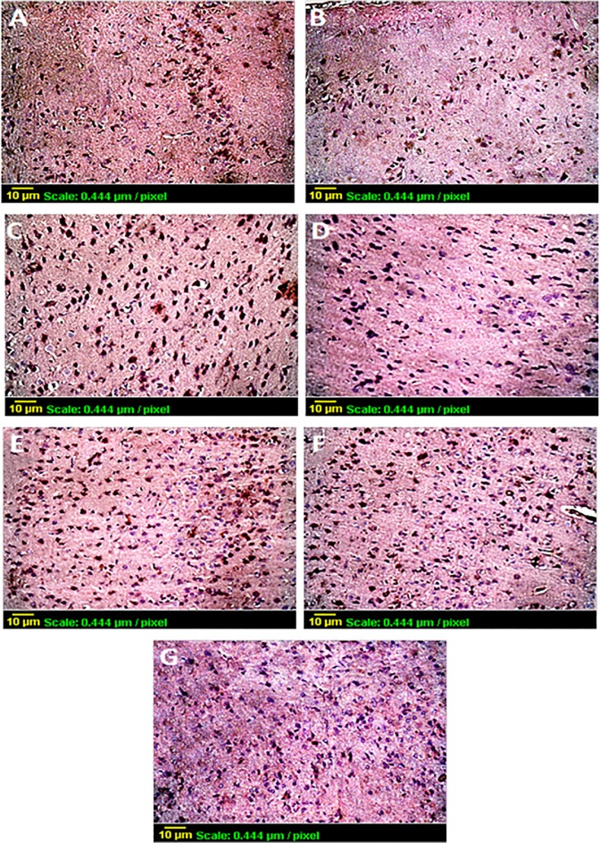 Fig 6