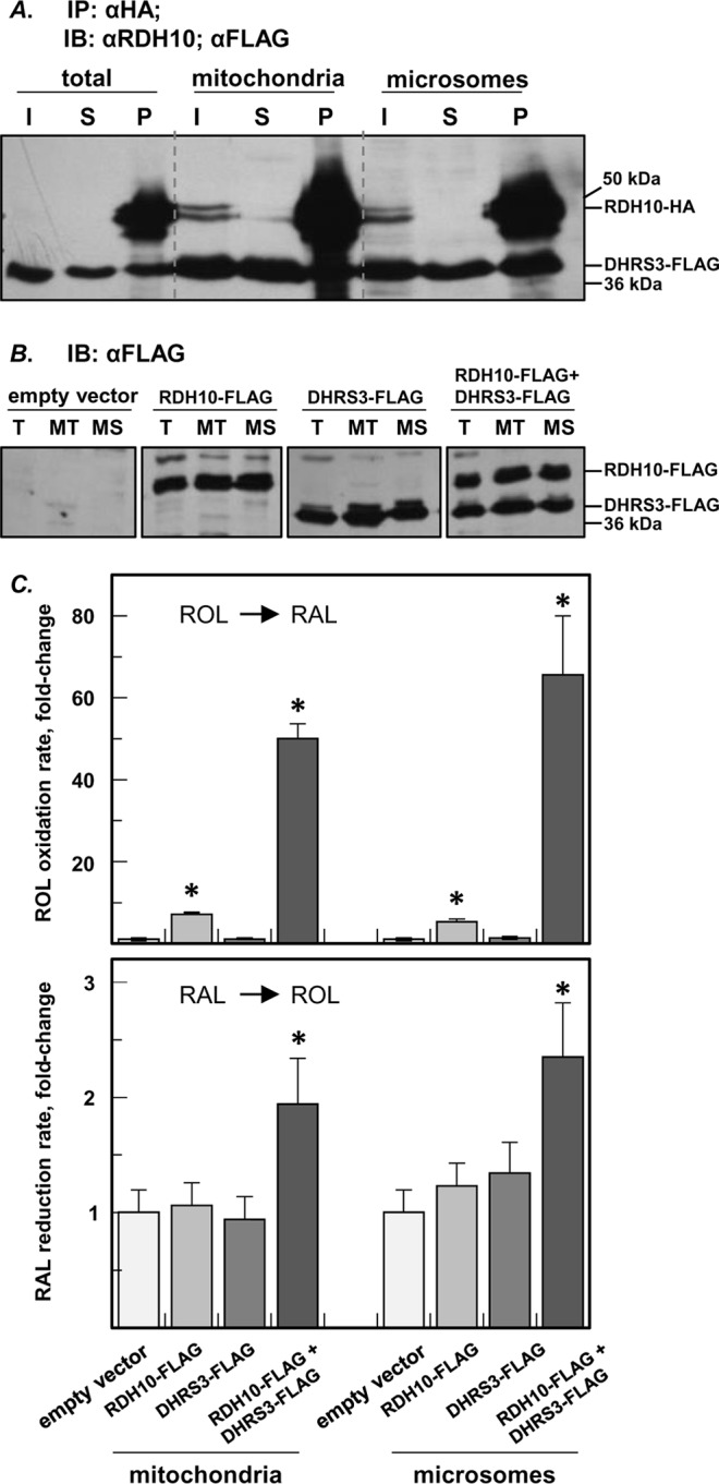 FIGURE 4.