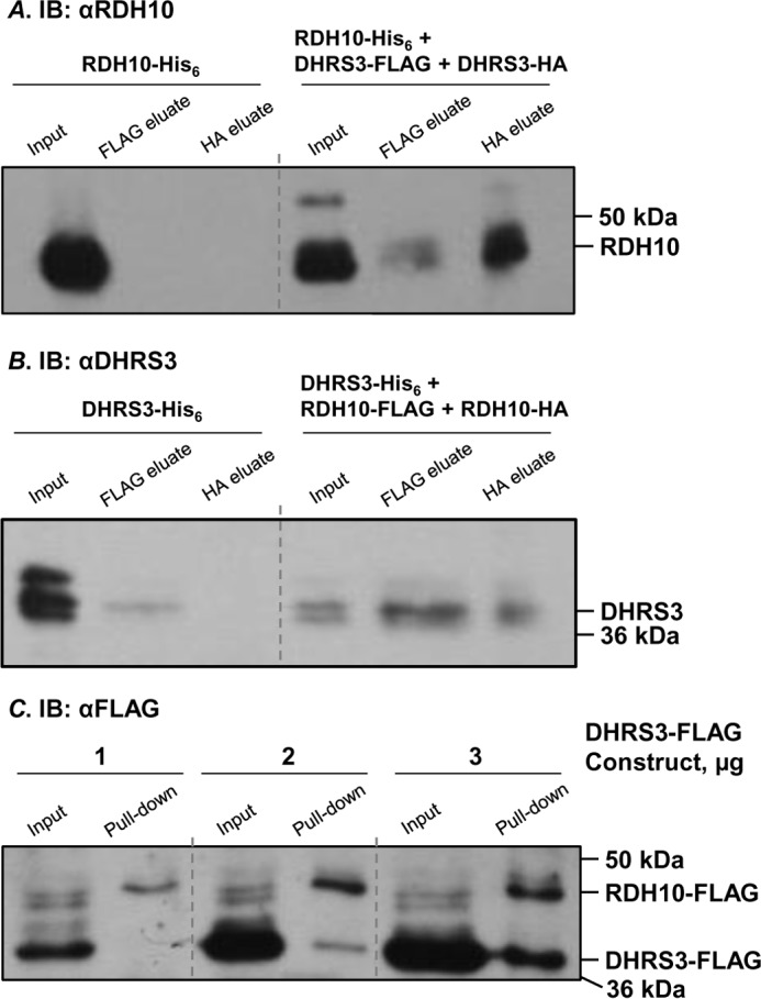 FIGURE 3.