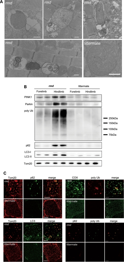 Figure 6.