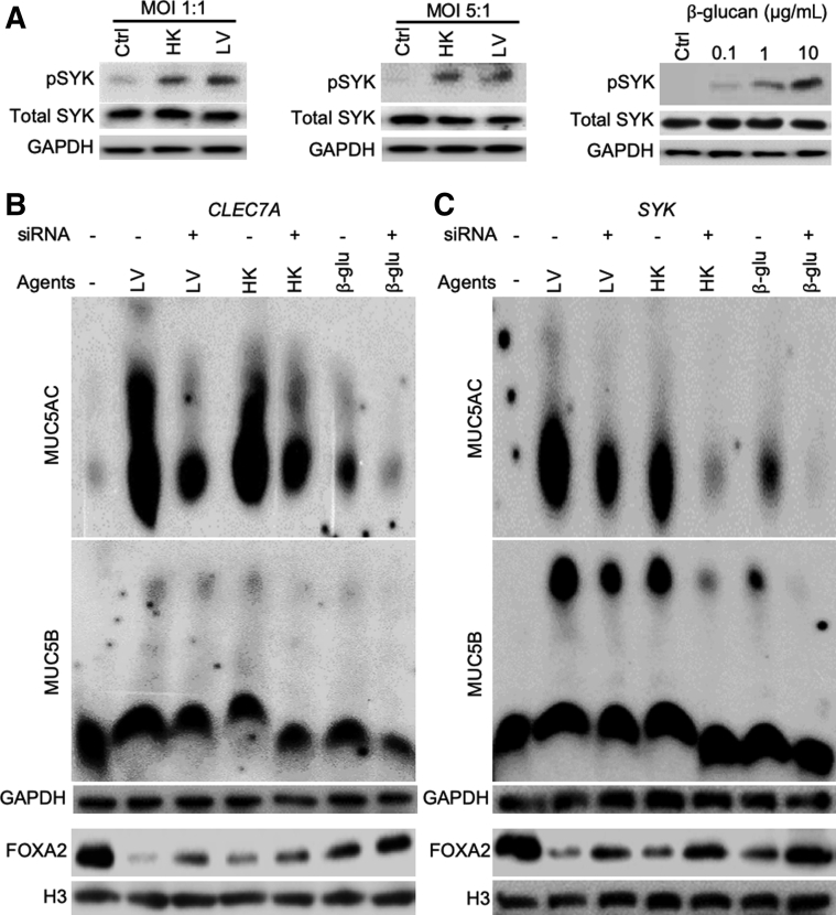 Figure 7