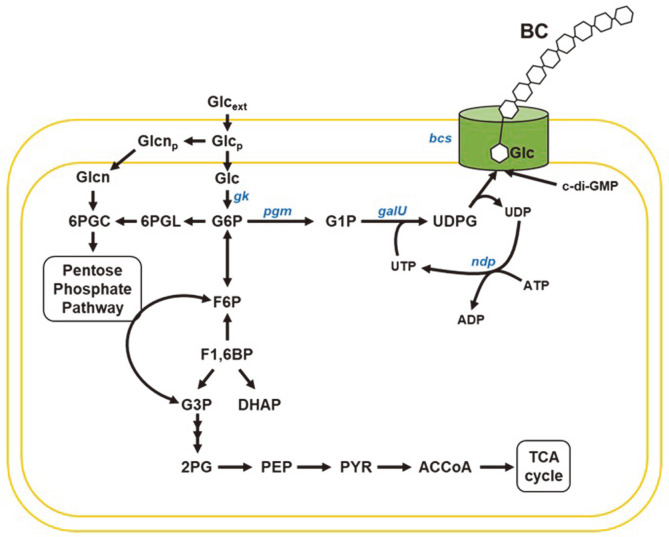 Fig. 1