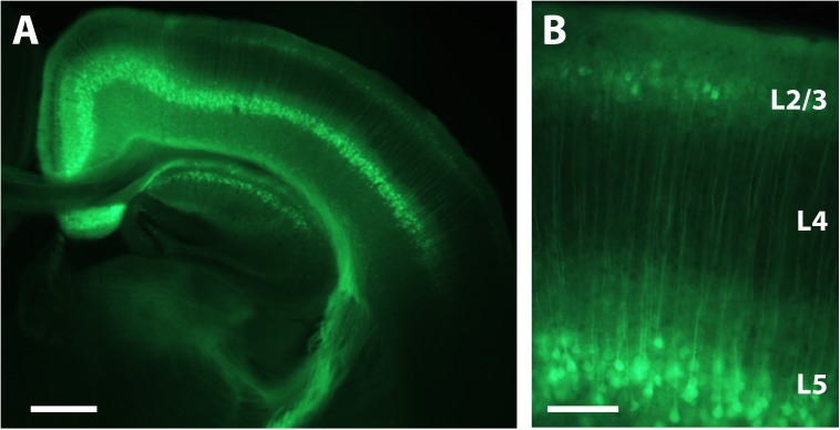 FIGURE 3