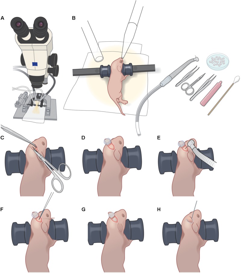 FIGURE 1