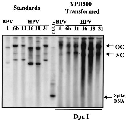 FIG. 5.