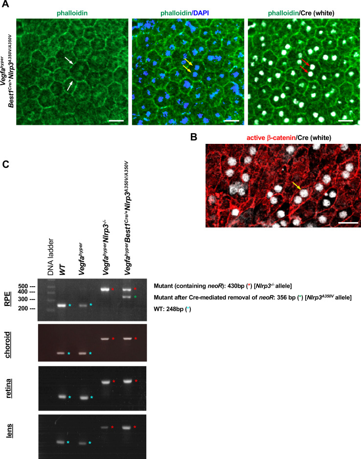 Figure 2—figure supplement 1.