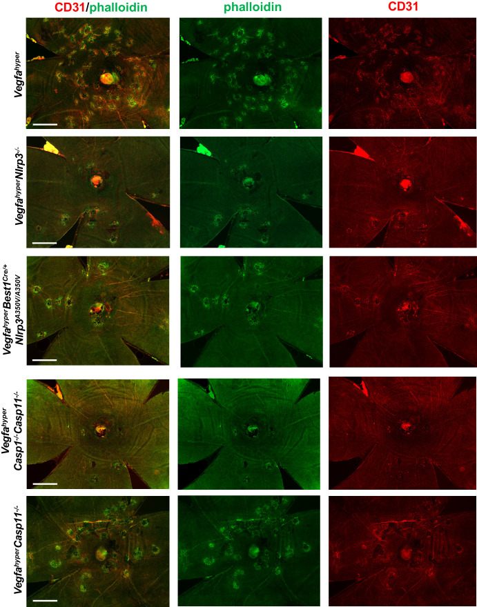 Figure 4—figure supplement 1.