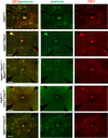Figure 4—figure supplement 1.
