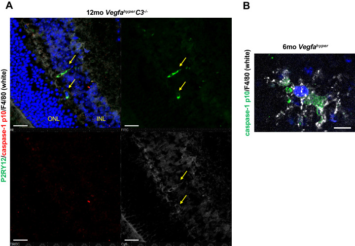 Figure 3—figure supplement 1.