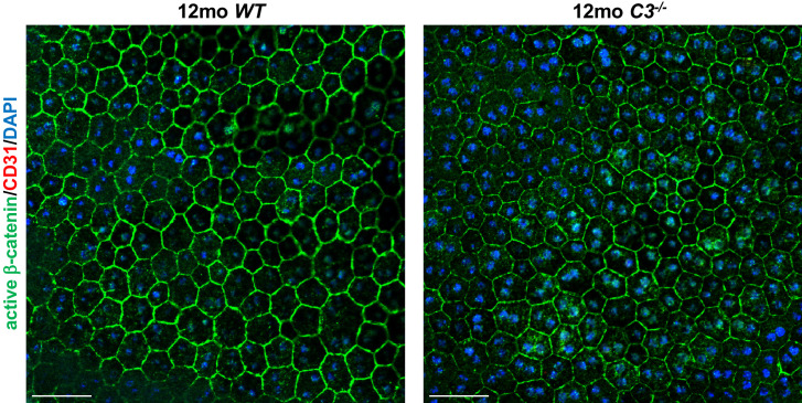 Figure 5—figure supplement 2.