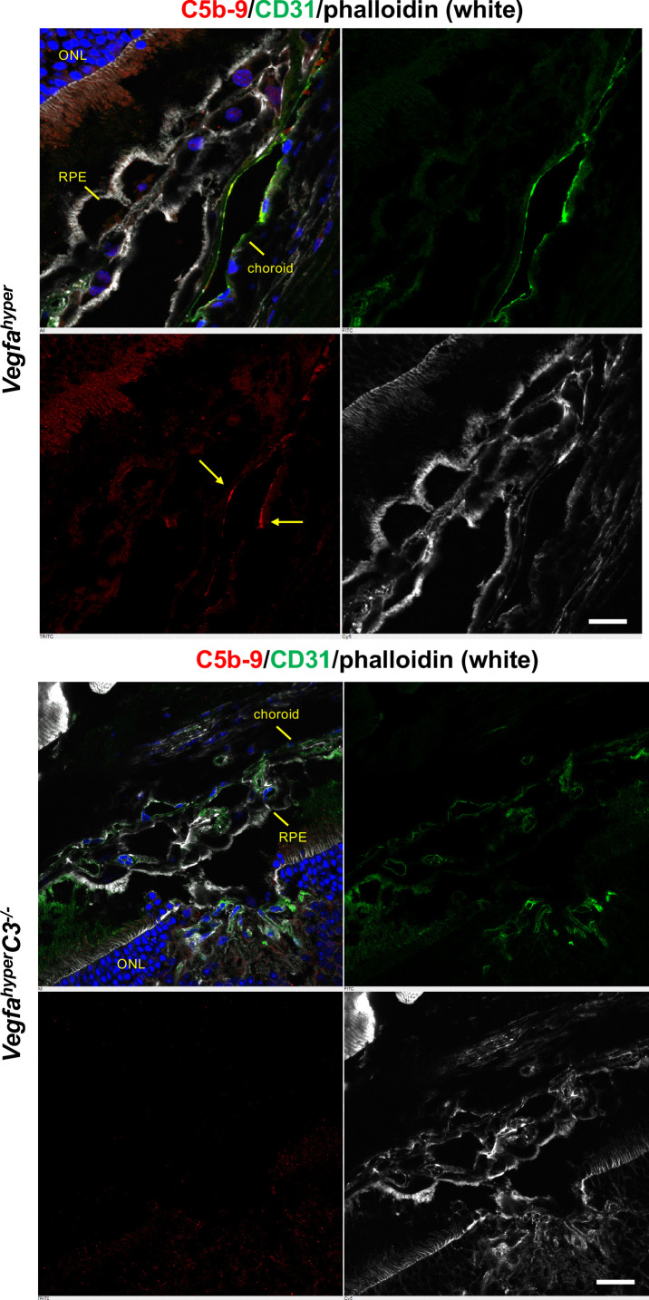 Figure 5—figure supplement 1.