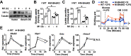 Figure 4—figure supplement 1.