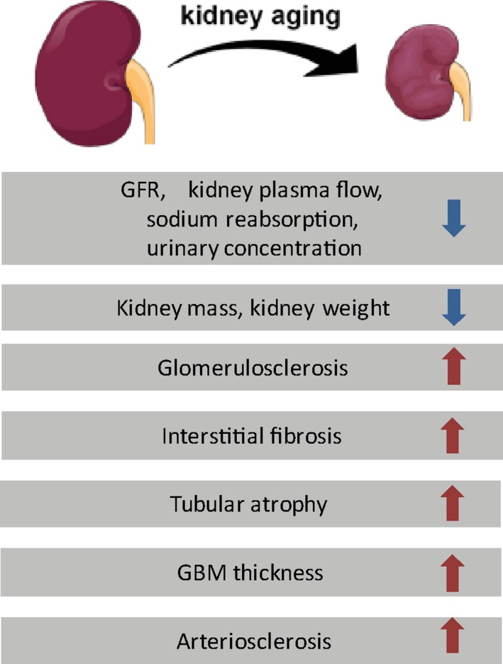 PGC‐1α, a potential therapeutic target against kidney aging - PMC