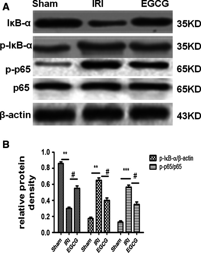 Fig. 6