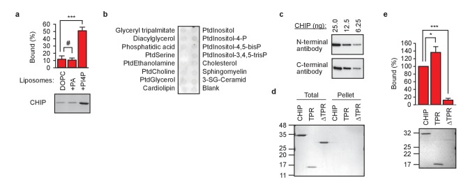 Figure 2—figure supplement 1.