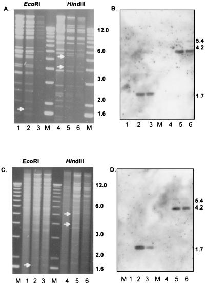 FIG. 2.