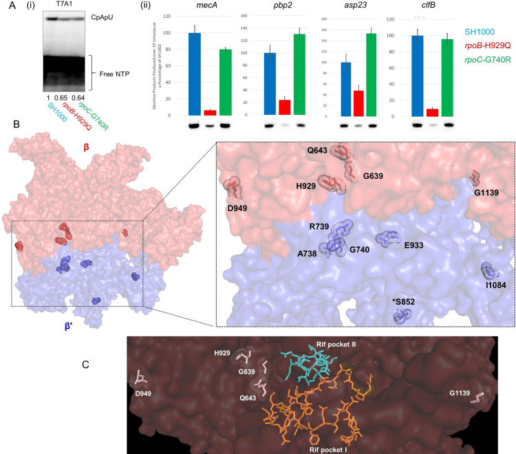 Evolving MRSA: High-level β-lactam resistance in Staphylococcus aureus ...