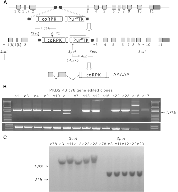 Figure 2