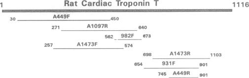 graphic file with name pnas01144-0414-a.jpg