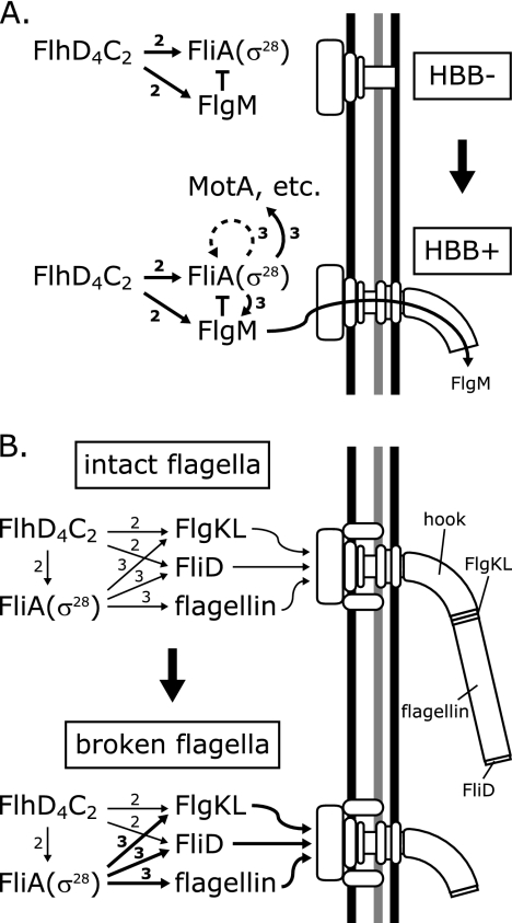 FIG. 9.