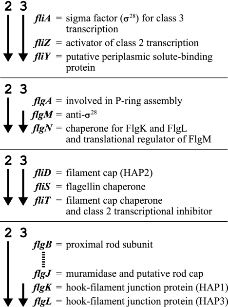 FIG. 1.