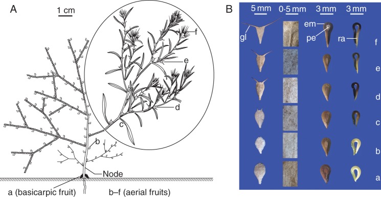 Fig. 1.