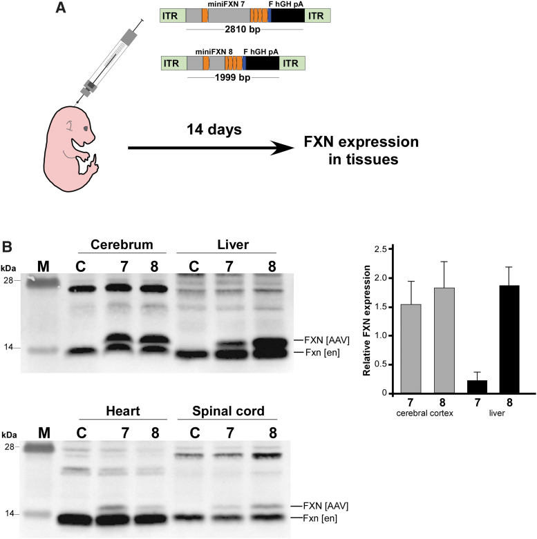 Figure 6.