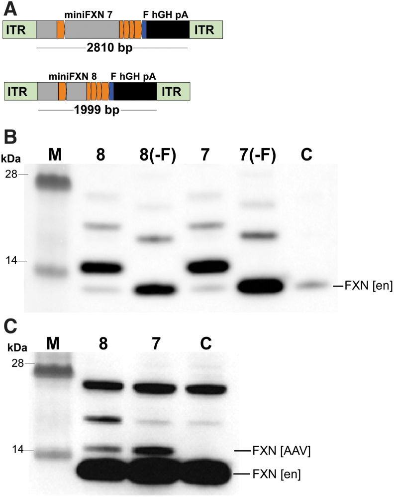 Figure 5.