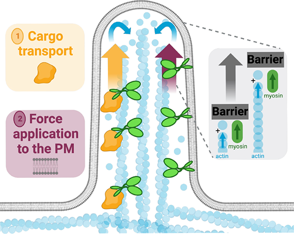 Figure 7: