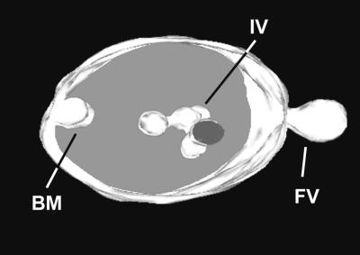 Figure 12.